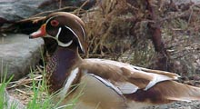 Wood Ducks - Carolina (Apricot)